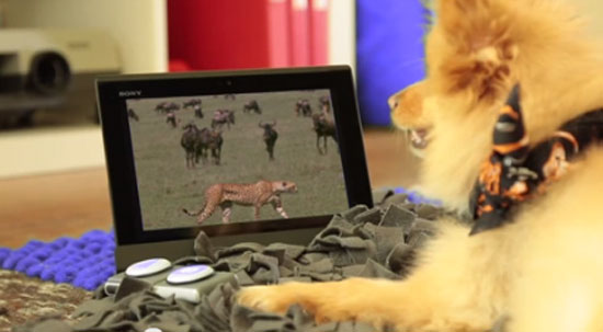 Sony giới thiệu dòng sản phẩm cho thú cưng