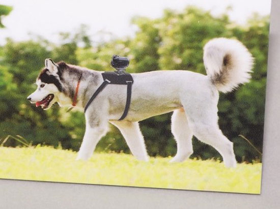 Sony ra ngàm gắn máy quay hành động cho chó
